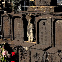 品川来福寺の阿波藍商人墓標群